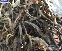 普洱茶古树的简介与特点全面解析