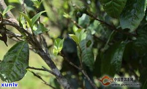 普洱茶古树的简介-普洱茶古树的简介和特点