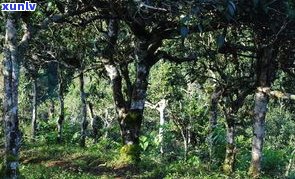 普洱茶茨竹林特点-茨竹属于哪里