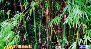 普洱茶茨竹林特点-茨竹属于哪里