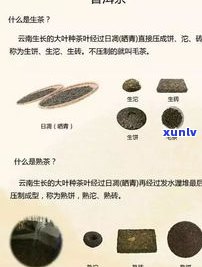 深入熟悉云南普洱茶  工艺：流程、步骤与视频全解析