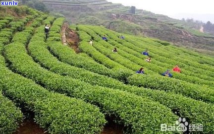 古树普洱茶的温度-古树普洱茶的温度是多少