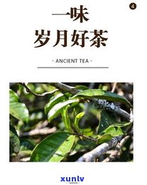 古树普洱茶的温度-古树普洱茶的温度是多少