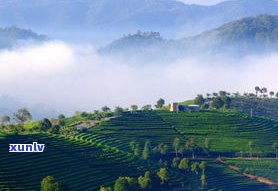 易武普洱茶大溪谷-大益易武古茶园大树茶