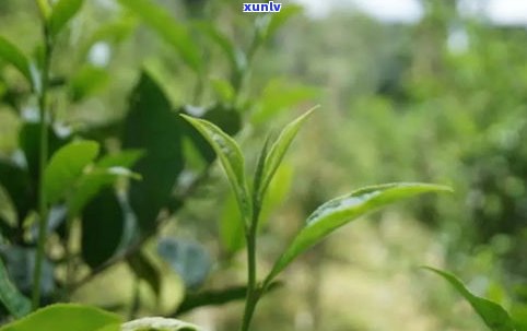 易武普洱茶大溪谷-大益易武古茶园大树茶