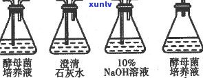 普洱茶为何呈圆形？探究其形状变化的原因与影响因素