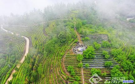 昌宁县黄家寨：探索古老茶文化的魅力与口感