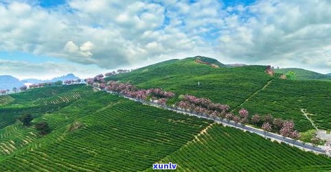 2001年勐库原野香价格：勐撒茶山、云南原野香茶业有限公司、勐库圆茶2007年售价及原生乔木普洱茶价格