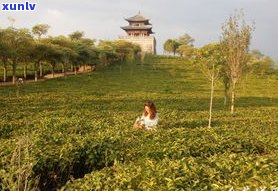 原野风韵普洱茶：品味云南原野香，探寻原野茗茶的魅力——云南原野茶业有限公司