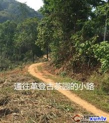 勐宋下大安古树茶：揭秘大安村、大安乡及周边山头特点