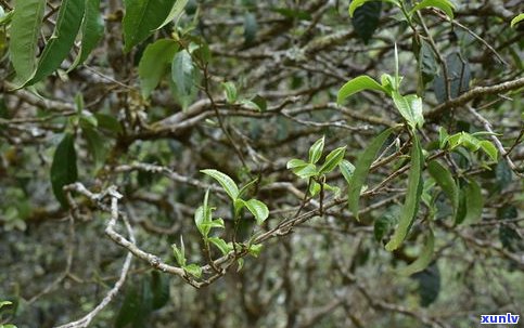 六大名山的普洱茶是什么茶？详解其种类及特点