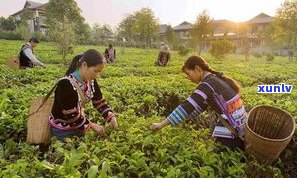 普洱茶第二次采摘-普洱茶第二次采摘怎么保存