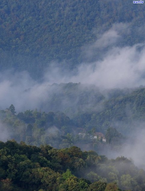 云南景迈山普洱茶-云南景迈山普洱茶价格