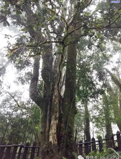 八总寨古树茶特点：揭秘老八寨村顶级普洱的魅力