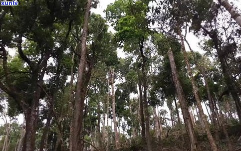 普洱茶古树之一人-普洱茶 古树