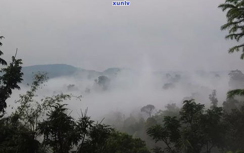 陕西布朗山普洱茶-陕西布朗山普洱茶产地