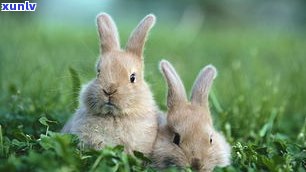 探究兔子玉坠的寓意、图片及讲究：一次深入采访