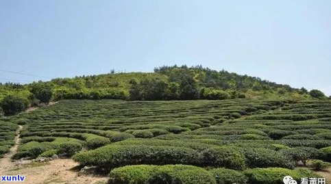 最贵的普洱茶山头排名：揭秘十大天价茶园与茶叶价格