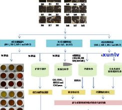 研究普洱茶长霉后的微生物： *** 、原理与影响