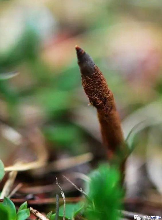 普洱茶里的内飞虫能否饮用？安全吗？附图解析