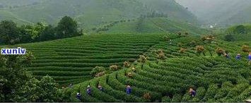南平买茶叶：探寻福建南平更大的茶叶场及其优质茶叶