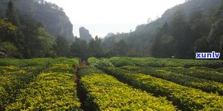 南平买茶叶：探寻福建南平更大的茶叶场及其优质茶叶