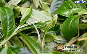 泊洱道石斛普洱茶-泊洱道石斛花普洱茶价格多少