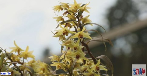 泊洱道石斛普洱茶-泊洱道石斛花普洱茶价格多少