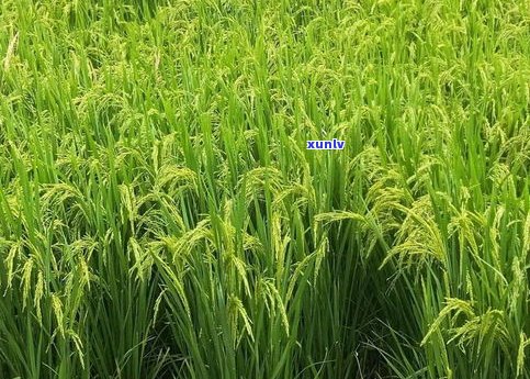 普优稻花香一号：水稻品种简介及种子介绍