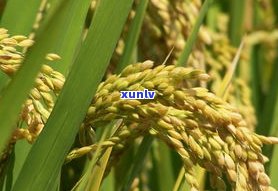 普优稻花香一号：水稻品种简介及种子介绍