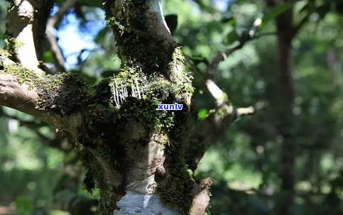 探究马鹿山普洱茶的独特特点及评价