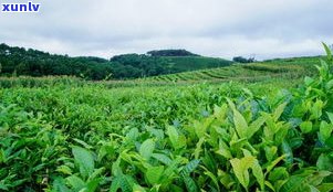 普洱茶春茶：与秋茶的区别、特点及采摘时间解析