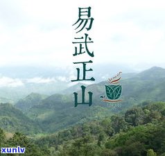 普洱茶乡在哪里？揭秘普洱茶产地与基地信息