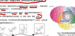 普洱茶里面的虫洞：种类、形态与含义全解