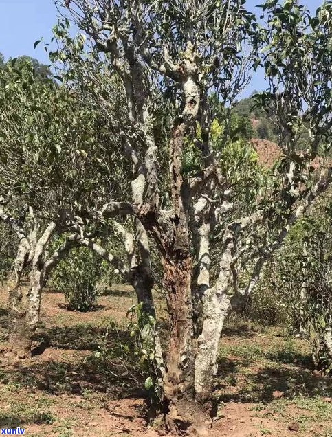 全面了解普洱茶饼价格：东方、云南印象及古树品种的最新行情一览表