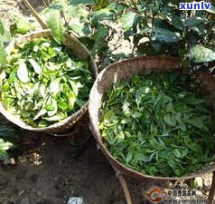 丁家寨普洱茶如何-丁家寨普洱茶价格