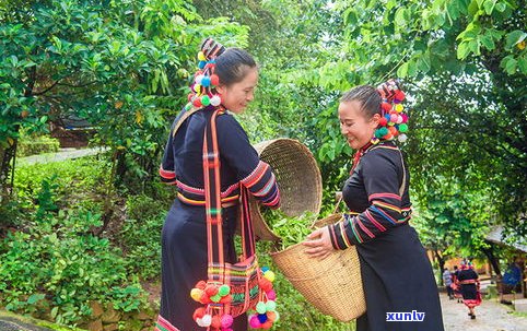 拉祜族普洱茶：品种、特点及归属介绍