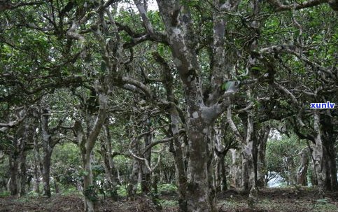 菖塘古树茶价格、图片与特点全解析