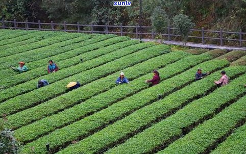 菖塘村：千年紫叶大茶树与水果经济的湘西明珠