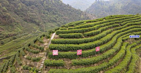 菖塘村：千年紫叶大茶树与水果经济的湘西明珠