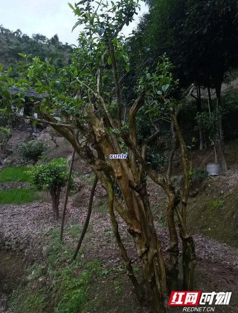 菖塘村：千年紫叶大茶树与水果经济的湘西明珠