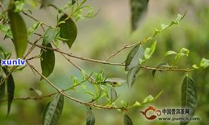 倚邦猫耳朵普洱茶价格：熟悉倚邦古树猫耳朵的口感与特点