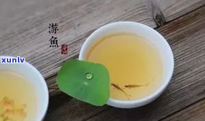 普洱茶茶籽是否能榨油？视频教你如何榨取，安全无，可用于炒菜