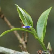 普洱茶不能打古树-普洱茶不能打古树茶吗