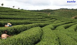 包头的普洱茶产地：探寻优质茶叶源头