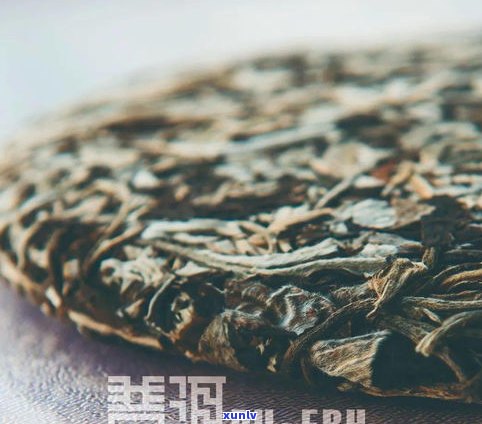 月光白：普洱还是白茶？探讨其品种与特点