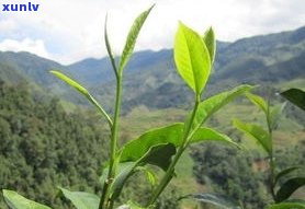 大雪山芽孢：功效、作用、保存期限及是否为茶的全面解析