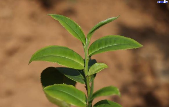 普洱茶百科邦崴山-邦崴山古树普洱