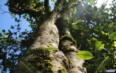 普洱茶的意义：探讨其价值、作用与优点