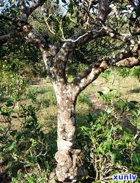 普洱茶紫芽属于哪个档次？古树紫芽茶功效与价格全解析